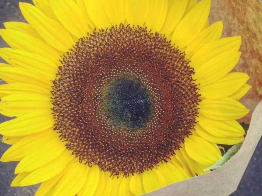 hand holding yellow sunflower