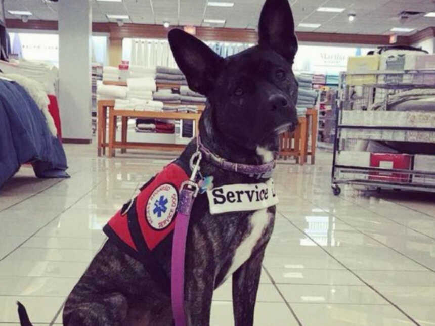 service dog sitting in store