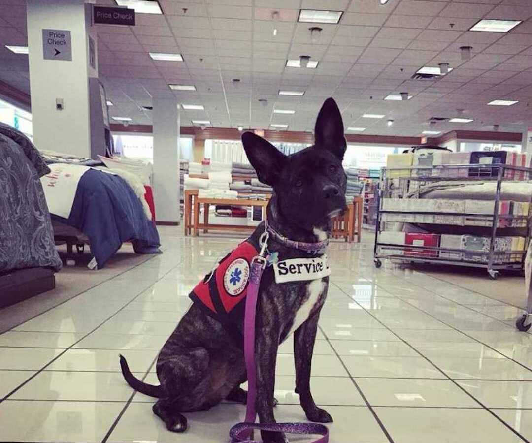 service dog sitting in store