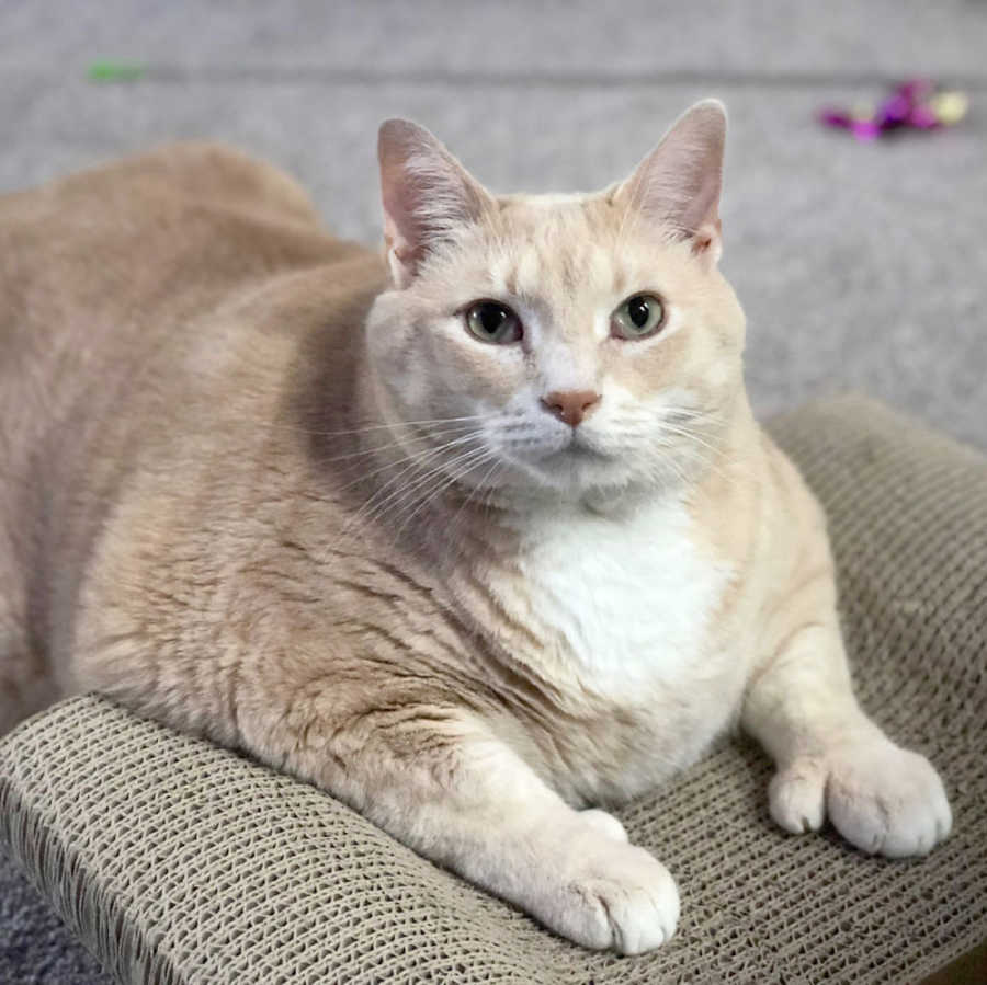 I Adopted A 33Pound Cat Love What Matters