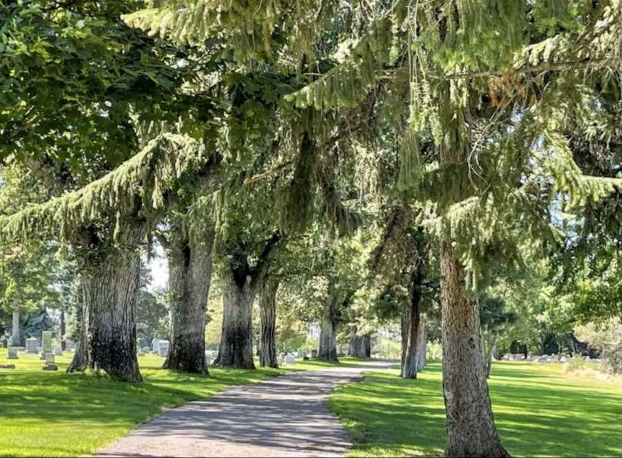 trees and trail in cemetery