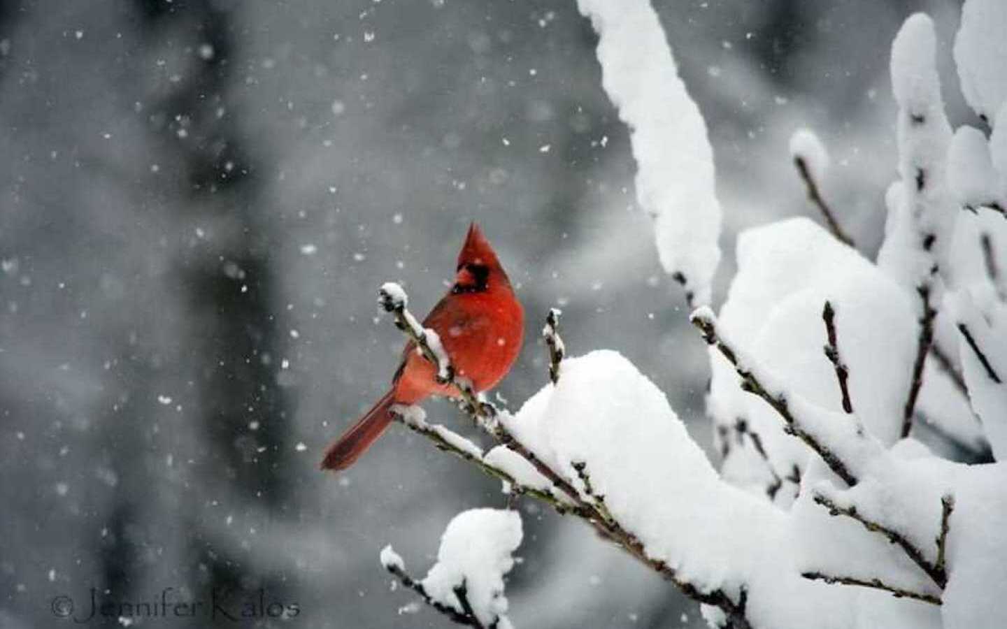 red cardinal sitting on tree branch in snow